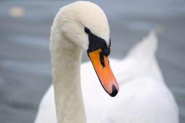Cygnus olor,  swan, autumn on the pond