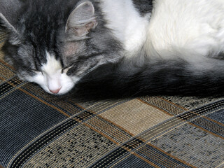 A gray-and-white cat sleeps on a checkered sofa. Beautiful cat for greeting cards.