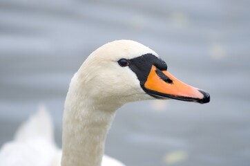 Cygnus olor,  swan, autumn on the pond