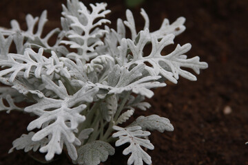 Jacobaea maritima silver leaves close up