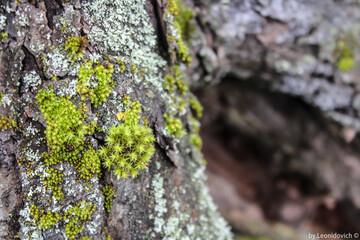 Moss on a tree.