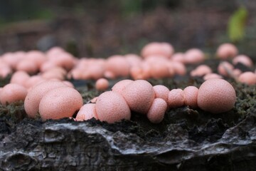 Amazing pink slime mold Lycogala epidendrum - slime molds are interesting organisms beetwen mushrooms and animals 