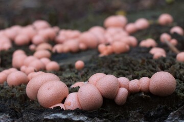 Amazing pink slime mold Lycogala epidendrum - slime molds are interesting organisms beetwen mushrooms and animals 