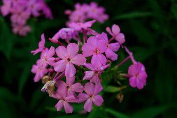 Fototapeta premium Pink flowers.