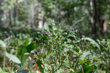 Green bush in the forest.