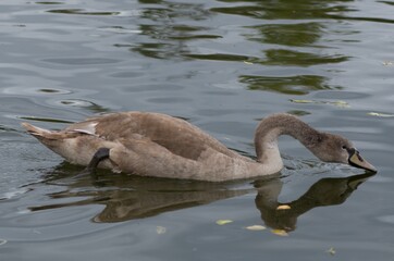 Cygnus olor,  swan, autumn on the pond