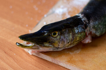 fresh river pike fish head on a plate