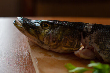 head of fresh raw river fish pike on a wooden Board