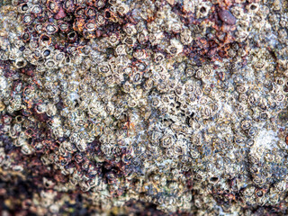 Piedra hostionera