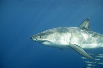 Great White Shark underwater