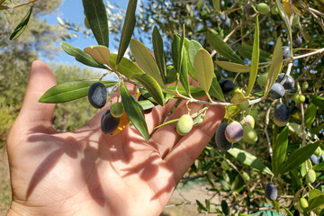 Man hand hold an Italian olives trees branch,extra virgin olive oil production
