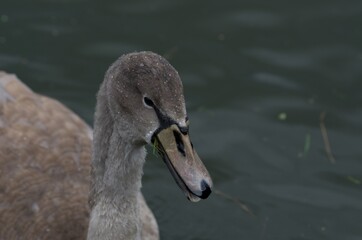 Cygnus olor,  swan, autumn on the pond