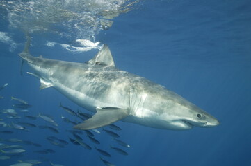 Great White Shark underwater - 384440164