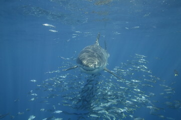 Great White Shark underwater among fish - 384440170