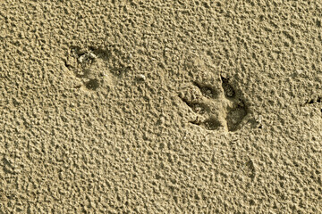 Dog footprints in the wet sand, background.