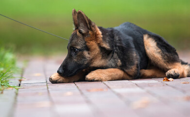 german shepherd puppy lying in the park