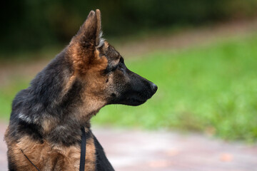 muzzle German Shepherd puppy in the park
