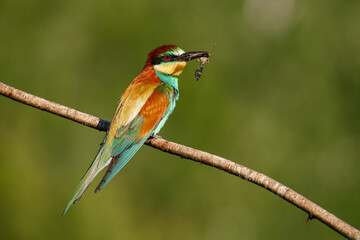 European bee-eater, Merops apiaster. The most colorful bird of Eurasia. The bird caught its prey.