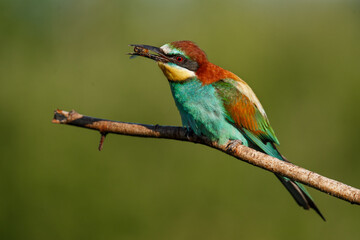 European bee-eater, Merops apiaster. The most colorful bird of Eurasia. The bird caught its prey.