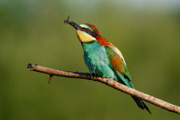 European bee-eater, Merops apiaster. The most colorful bird of Eurasia. The bird caught its prey.
