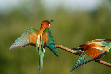 Vital european bee-eater, merops apiaster, landing with wings open wide in summer nature.