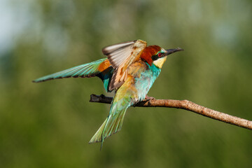 European bee-eater, merops apiaster. The bird is sitting on a beautiful branch.