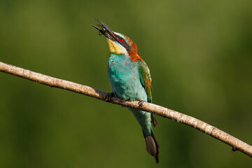 Obraz premium European bee-eater, Merops apiaster. The most colorful bird of Eurasia. The bird caught its prey.