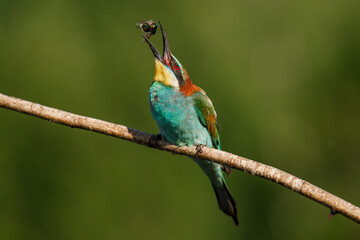 European bee-eater, Merops apiaster. The most colorful bird of Eurasia. the moment of eating prey