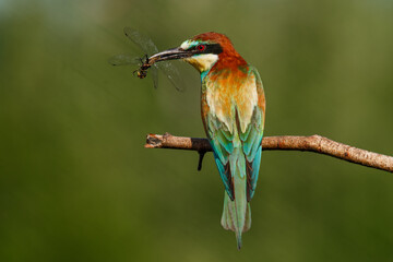Bee-eater, Merops apiaster. The most colorful bird of Eurasia. A bird caught a dragonfly