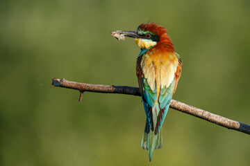 European bee-eater, Merops apiaster. The most colorful bird of Eurasia. The bird caught its prey.