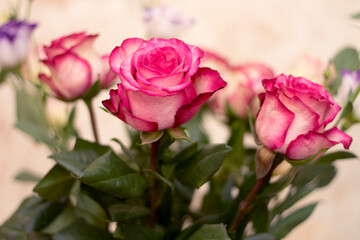 Pink and white blooming roses gifrt with love
