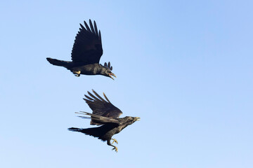 A Pair of Common Raven Flying