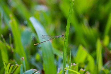 dragonfly on grass