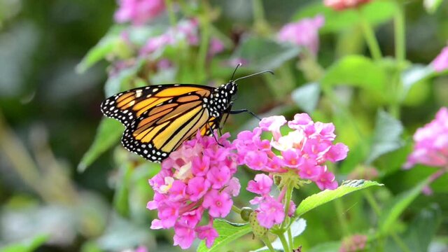 HD video zooming out from a brand new monarch butterfly on pink and yellow lantana flowers, slowly flapping wings small degrees, then looks around and takes off for first flight.
