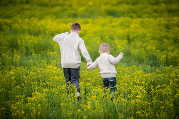 two brothers hold each other's hands and walk into a blooming yellow field. Back view