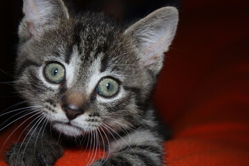Little kitten is playing and sleep on a fluffy orange blanket.