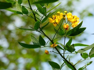 Argentine senna (Senna corymbosa) - branch of evergreen shrub with yellow flowers in bloom, Sheshan, China