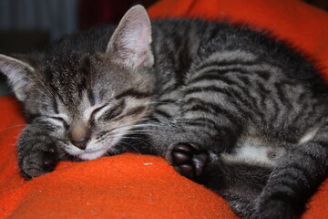 Little kitten is playing and sleep on a fluffy orange blanket.