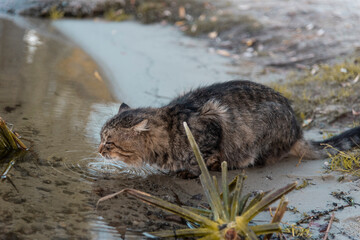 homeless cat drinks water from the lake