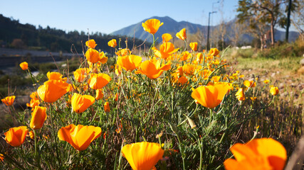 Flores en Santiago de Chile