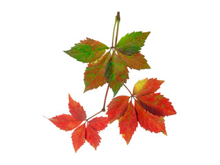 Autumn colored Maple or Woodbine ivy leaves, Parthenocissus vitacea, close up on white