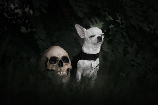Halloween dog with skull
