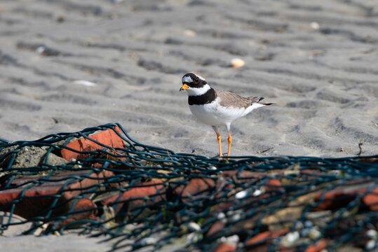 Common ringed Plover on Rottumerplaat The Netherlands.