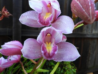 pink orchid flower in garden