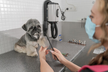 Haircut treatment in a dog grooming salon to a Shih Tzu breed dog, treated by a professional with a...