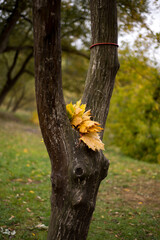 Tree in the park. Autumn leaves