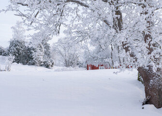 Winter scenery with red cottage surrounded by trees covrred with snow and frost. House painted in traditional Swedish color.