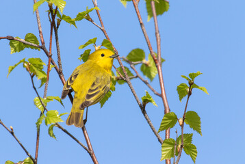 Yellow Warbler in Alaska during Autumn