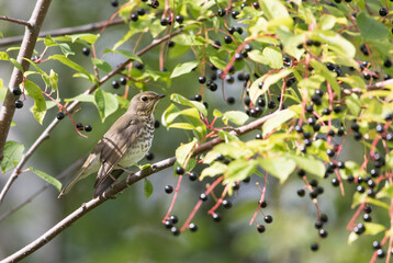 Swainson's Thrush in a Chokecherry Tree