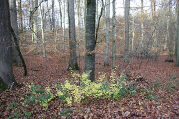 Obraz premium foggy forest